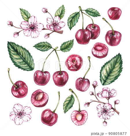 Watercolor Cherry berries Watercolor Cherry berries 90805877