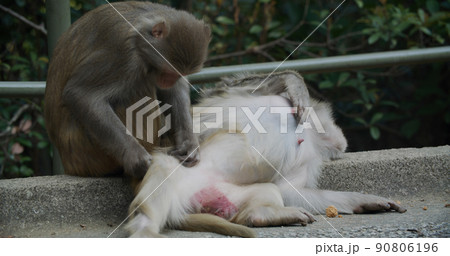 Monkey delousing with other monkey Monkey delousing with other monkey 90806196