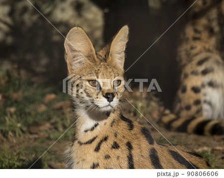 サーバルキャット サーバル ネコ科 サーバルキャット サーバル ネコ科 90806606