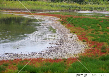北海道紋別市 コムケ湖のホタテ半島のサンゴ草 北海道紋別市 コムケ湖のホタテ半島のサンゴ草 90806770