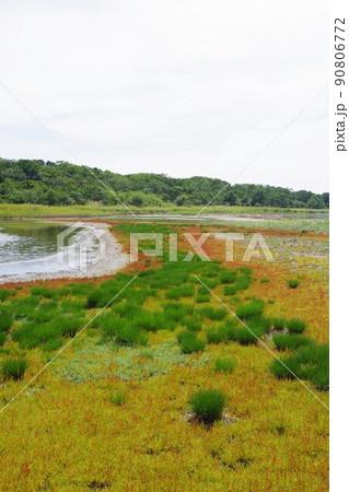 北海道紋別市 コムケ湖のホタテ半島のサンゴ草 北海道紋別市 コムケ湖のホタテ半島のサンゴ草 90806772