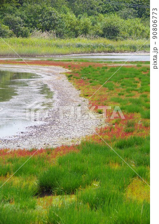 北海道紋別市 コムケ湖のホタテ半島のサンゴ草 北海道紋別市 コムケ湖のホタテ半島のサンゴ草 90806773