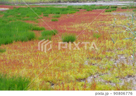 北海道紋別市 コムケ湖のホタテ半島のサンゴ草 北海道紋別市 コムケ湖のホタテ半島のサンゴ草 90806776