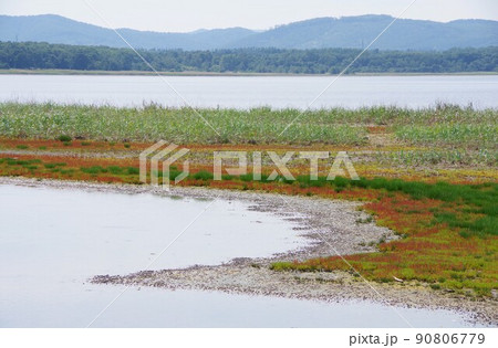 北海道紋別市 コムケ湖のホタテ半島のサンゴ草 北海道紋別市 コムケ湖のホタテ半島のサンゴ草 90806779