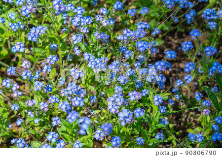 Myosotis alpestris or alpine forget-me-not is a herbaceous perennial plant in the flowering plant family Boraginaceae 90806790