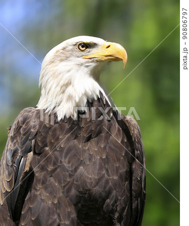 Bald eagle portrait with green background, Canada 90806797