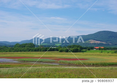 北海道紋別市　コムケ湖　珊瑚草の群生地 90806937