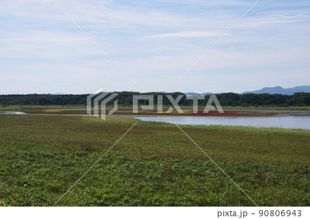 北海道紋別市 コムケ湖 紅葉したサンゴソウと野鳥の群れ 北海道紋別市 コムケ湖 紅葉したサンゴソウと野鳥の群れ 90806943