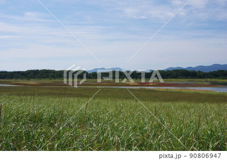 北海道紋別市　コムケ湖　紅葉したサンゴソウと野鳥の群れ 90806947