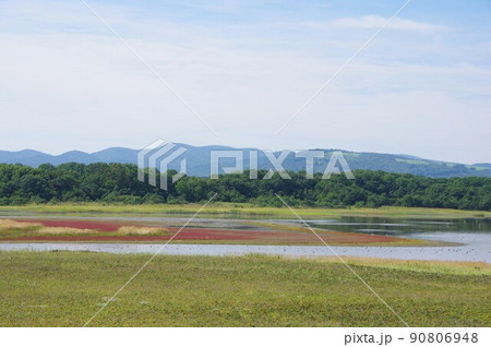 北海道紋別市　コムケ湖　紅葉したサンゴソウと野鳥の群れ 90806948
