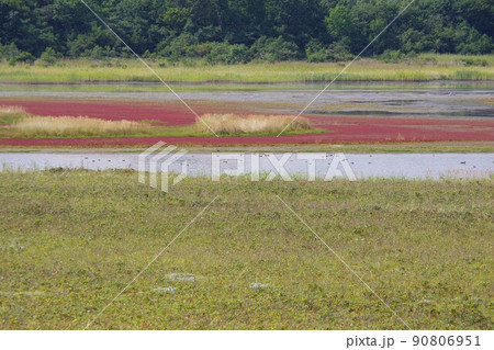北海道紋別市　コムケ湖　紅葉したサンゴソウと野鳥の群れ 90806951