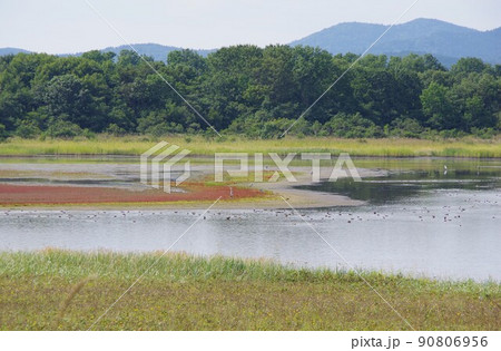 北海道紋別市　コムケ湖　紅葉したサンゴソウと野鳥の群れ 90806956