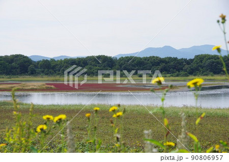 北海道紋別市　コムケ湖　紅葉したサンゴソウと野鳥の群れ 90806957