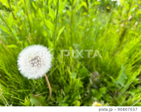 綿毛のタンポポ 90807037