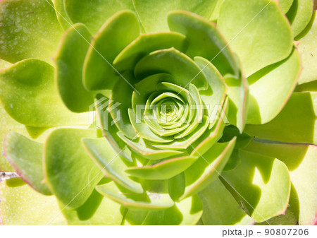 crassulaceae succulent cactus with green leaves. nature background 90807206