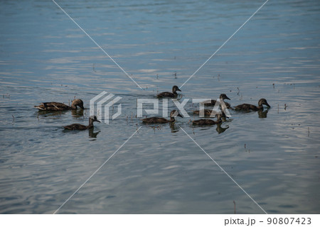 View of ducks family and babies swimming in the water 90807423