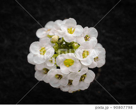 One flower on black background. View above. 90807798