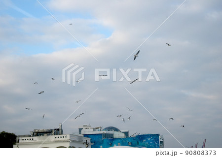 White seagulls in the sky over the sea. White seagulls in the sky over the sea. 90808373