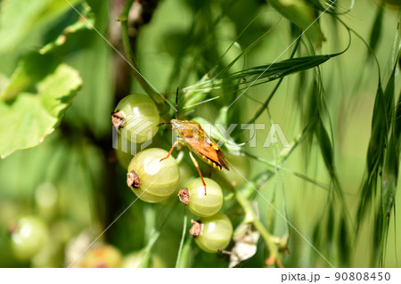 The stink bug sits on the fruits of the currant. The stink bug sits on the fruits of the currant. 90808450