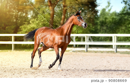 Arabian horse run gallop in sand. A brown thoroughbred sports stallion. Summer light. Front view. Equestrian sport. Sports banner Arabian horse run gallop in sand. A brown thoroughbred sports stallion. Summer light. Front view. Equestrian sport. Sports banner 90808669