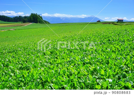 緑豊かな北海道 美瑛の丘と十勝岳連峰 90808683