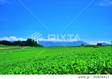 爽やかな北海道 美瑛の丘と十勝岳連峰 爽やかな北海道 美瑛の丘と十勝岳連峰 90808817