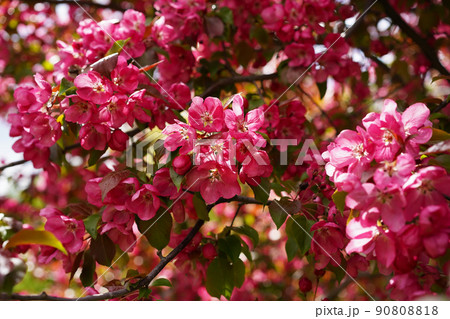 Bright pink, crimson apple tree flowers with raindrops on thin petals cover all the branches of a richly flowering fruit garden tree, close-up, at eye level Bright pink, crimson apple tree flowers with raindrops on thin petals cover all the branches of a richly flowering fruit garden tree, close-up, at eye level 90808818