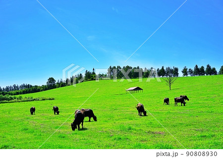 爽やかな北海道 美瑛の丘にある牧場 90808930