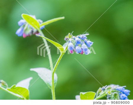 Beautiful blue flowers of Symphytum caucasicum, also known as Caucasian comfrey, blooming in spring park 90809000