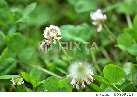 シロツメクサとミツバチ シロツメクサとミツバチ 90809212