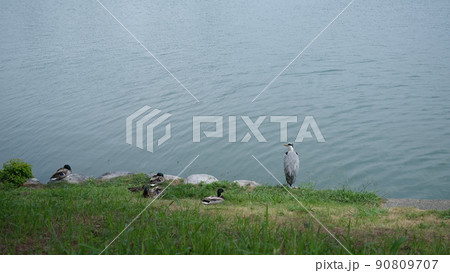 公園風景 公園風景 90809707