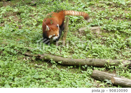 活発に動き回るレッサーパンダ 活発に動き回るレッサーパンダ 90810090