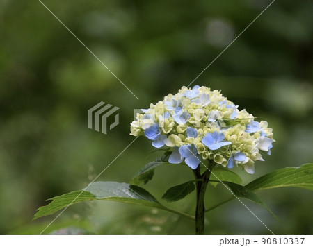 紫陽花のクローズアップ 淡い色 紫陽花のクローズアップ 淡い色 90810337