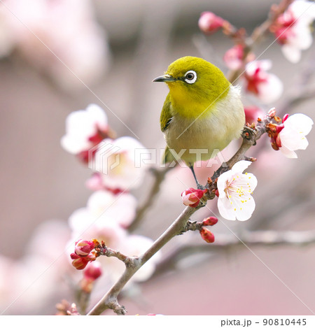 梅の花にやってきたメジロ 90810445