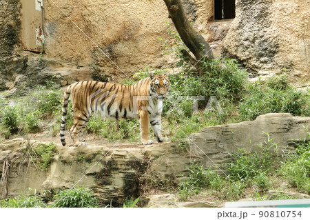 迫力十分のアムールトラ 90810754