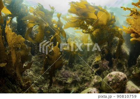 春濁りの海 90810759