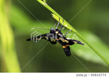 カノコガ 90810774