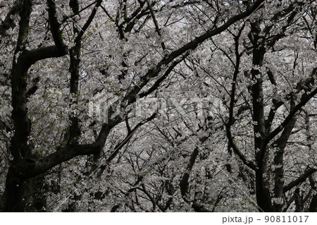 桜 桜 90811017