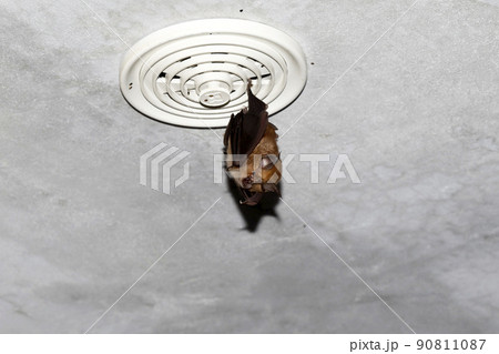 キクガシラコウモリ 90811087