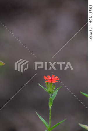 赤い花のアメリカセンノウ 90811301