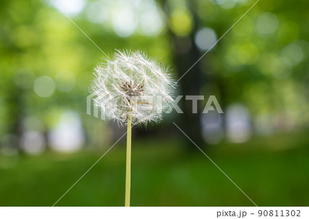 タンポポの綿毛 タンポポの綿毛 90811302