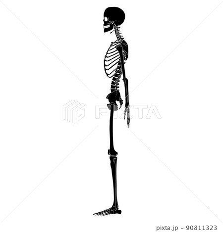 Skeleton silhouette Human body hands, legs, chests, heads, vertebra, pelvis, Thighs side lateral view flat black color Skeleton silhouette Human body hands, legs, chests, heads, vertebra, pelvis, Thighs side lateral view flat black color 90811323