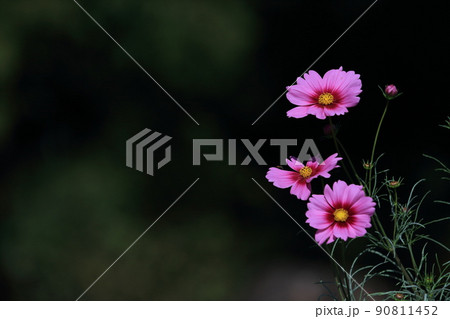 コスモス3　黒バック　右に濃いピンクのコスモス　コピースペース 90811452