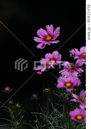 コスモス1　縦　黒バック濃いピンクコスモス　コピースペース 90811456