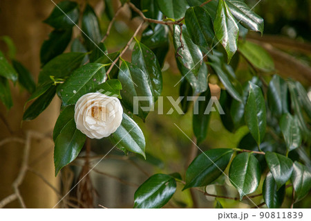 椿大神社 90811839