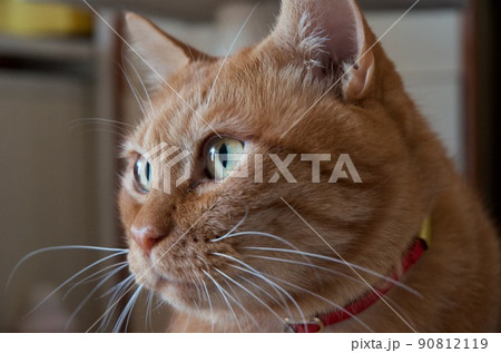 真剣な顔のちゃとら猫 90812119