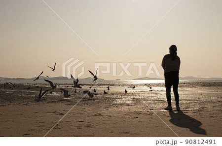 夕焼け 干潟 カモメ 90812491