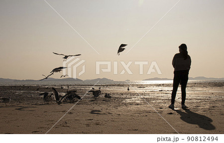 夕焼け 干潟 カモメ 90812494