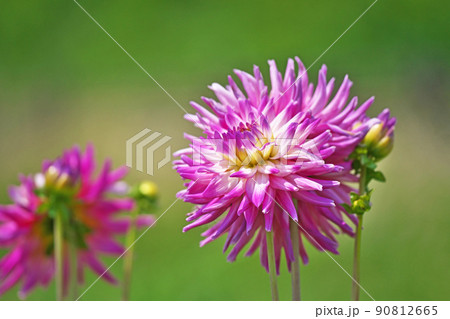 河原の花壇に咲くピンク色のダリアの花(夏、六月) 河原の花壇に咲くピンク色のダリアの花(夏、六月) 90812665