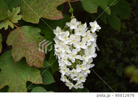 ふさ(白色) 白いブドウの房のような柏葉アジサイの写真素材 [90812676] - PIXTA
